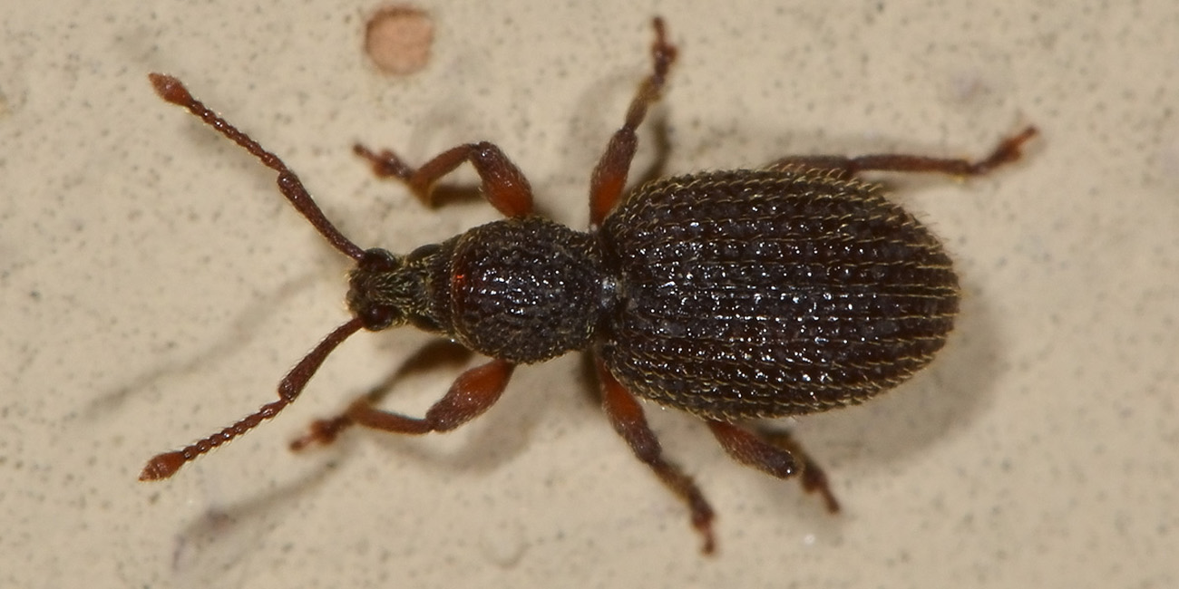 Curculionidae: Otiorhynchus lutosus?  S  !